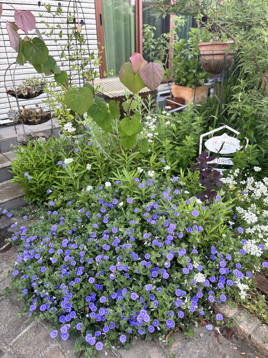 ootakagarden's tweet photo. おはようございます☀
いよいよ土曜日からオープンガーデン。
なのに、平日も変化しまくる草花たち🪴
暖かい日や雨が降ると一気に手入れが必要に。去年から急に増えた白いピョンピョン跳ねる虫。アオバハゴロモの幼虫が出てきた。（良い駆除の仕方どなたかわかれば教えて下さい）
#ootakanomori_garden https://t.co/g7AsQJ0fsD