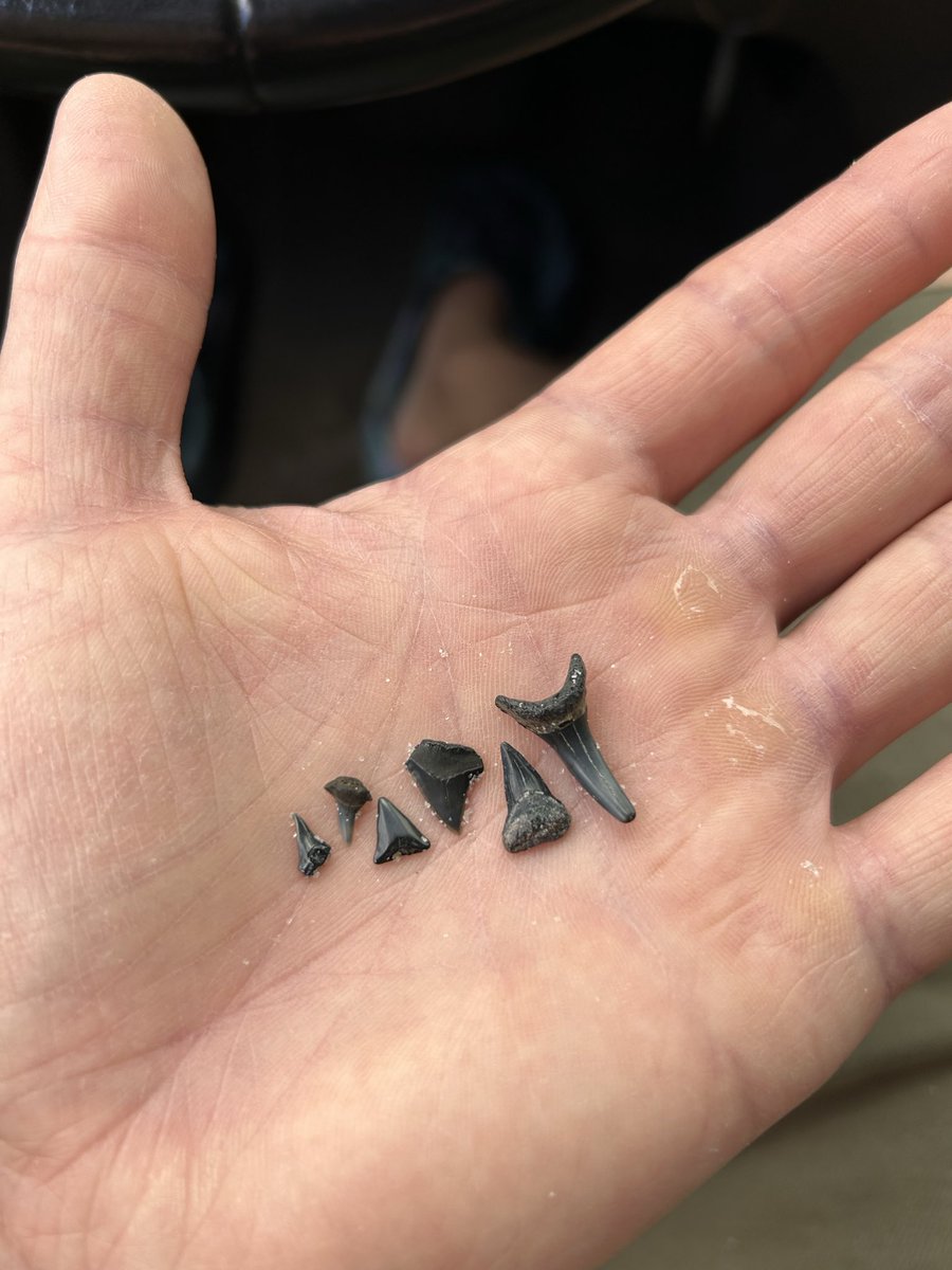 toothburglar's tweet photo. #jaxbeach #sharkteeth https://t.co/U1IiuxiXop