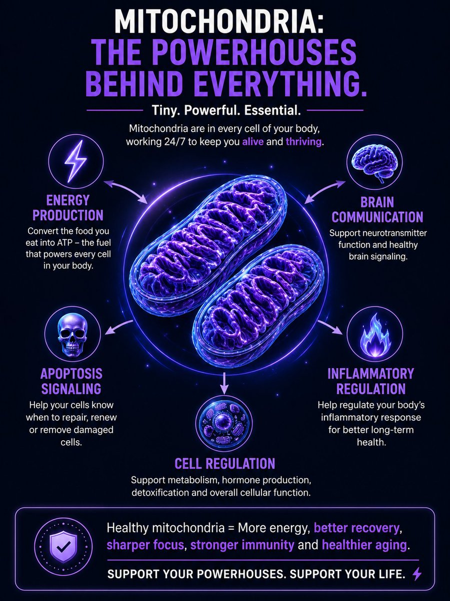 mydailyshealth's tweet photo. Your mitochondria are the tiny powerhouses inside your cells that create the energy your body runs on ⚡

But as mitochondrial function declines with age, research has linked it to things like Alzheimer’s, Parkinson’s, fatigue, inflammation, metabolic issues and accelerated aging 👀

That’s why supporting your cells matters.

NMN helps support NAD+ levels, which your mitochondria rely on to produce cellular energy.

Our Beta NMN is:
✅ Third-party tested
✅ 100% purity tested
✅ Vegan & GMO-free
✅ Up to 50% OFF right now

Your future health starts at the cellular level 🧬

#NMN #Mitochondria #NAD #Longevity #HealthyAgeing #Alzheimers #Parkinsons #CellularHealth #Biohacking #AntiAging #mydailys