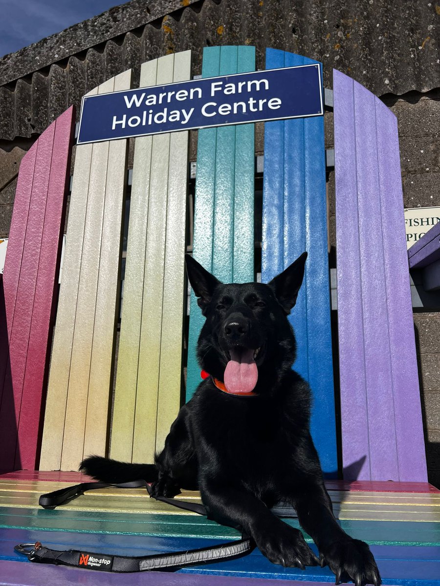 TOTALK9KENNELS's tweet photo. Photos sent in of Brooklyn enjoying family life.

A well balanced protection dog should not only provide security and deterrence, but also fit naturally into everyday family life.

#GermanShepherd #ProtectionDog #FamilyDog #TotalK9 #WorkingLineGermanShepherd https://t.co/5MrH9FMBVu