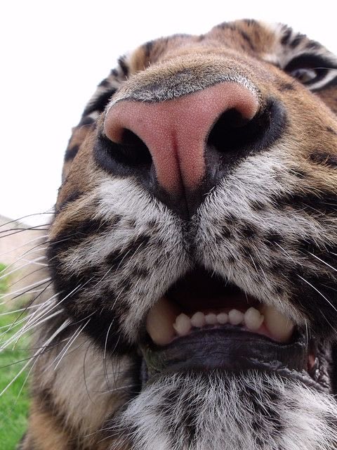 Tiger tweet media