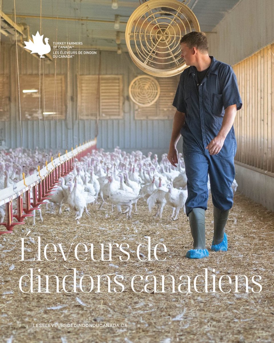 TurkeyFarmersCa's tweet photo. Tout commence avec les éleveurs. Les éleveurs de dindons du Canada élèvent leurs oiseaux selon des normes rigoureuses en matière de soins aux animaux, de salubrité des aliments et de pratiques à la ferme. https://t.co/PvliLuoo2w