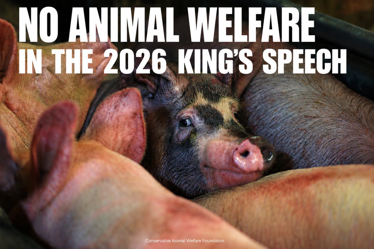 Conservative Animal Welfare Foundation tweet media