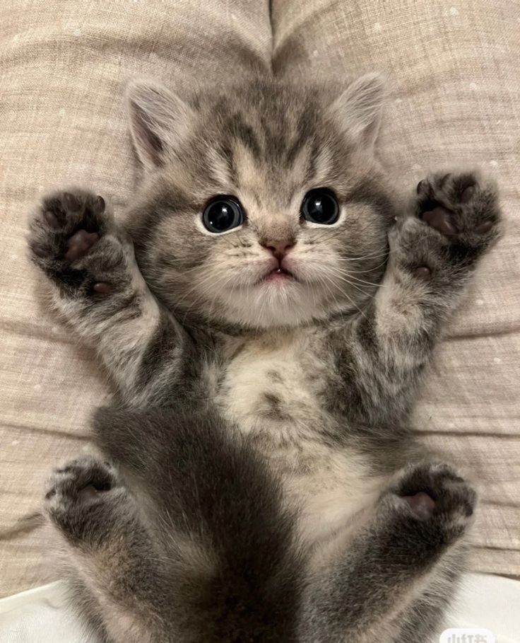 Cats all the way tweet media