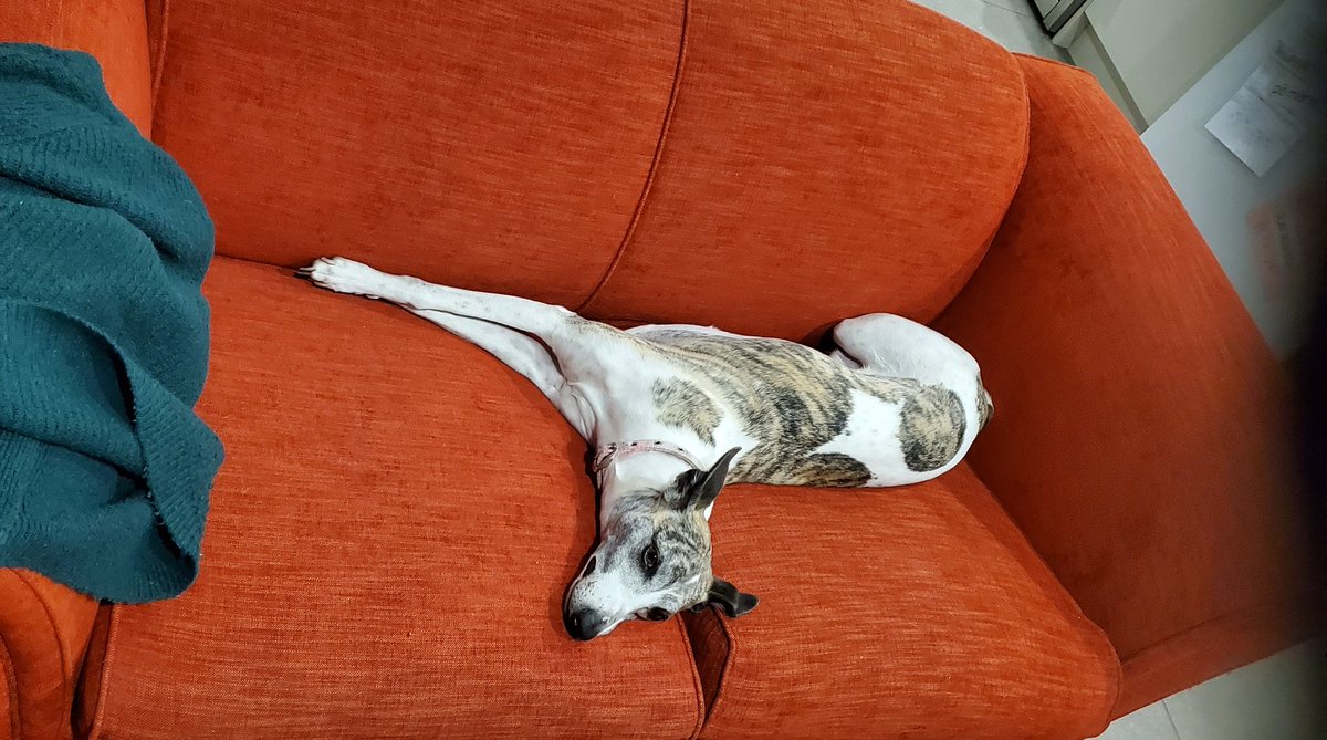 CandaceWhippet's tweet photo. [A whippet demonstrates how to effectively claim a red sofa] https://t.co/R2fOD1aKUd