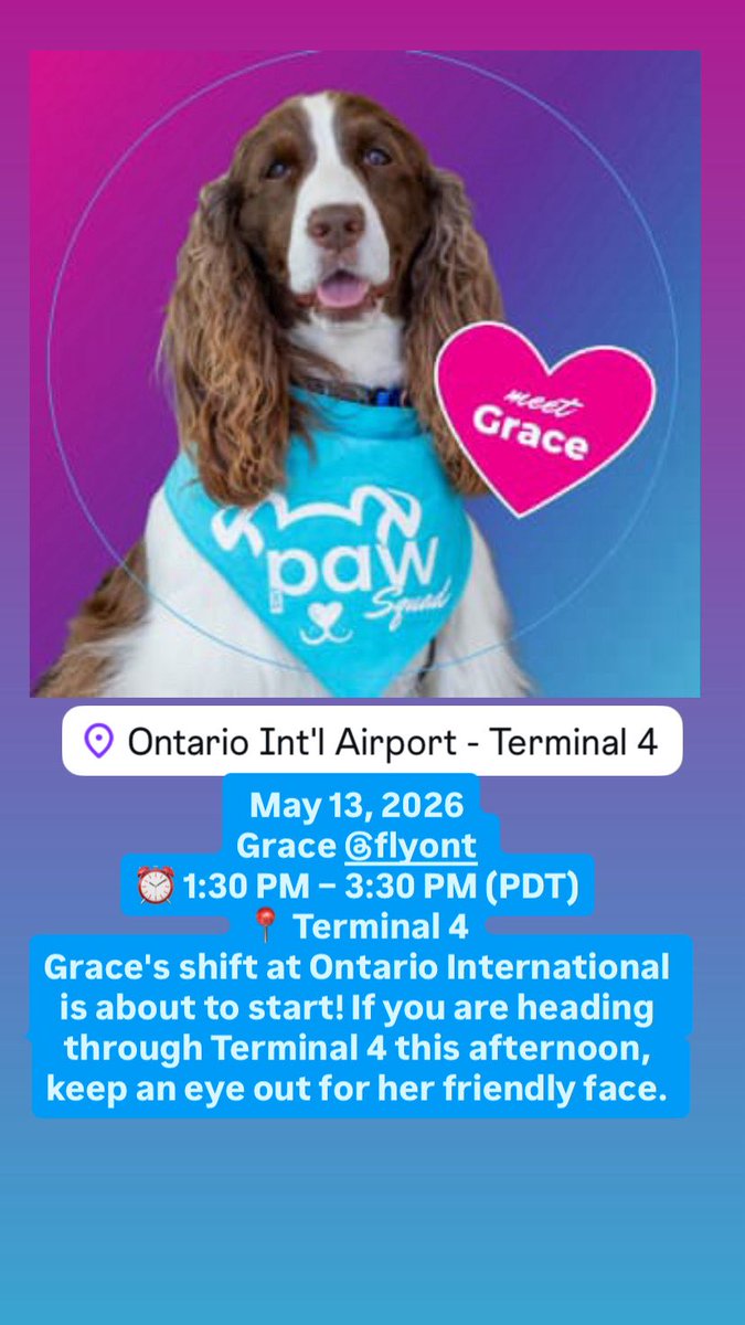 Airport Therapy Dogs tweet media