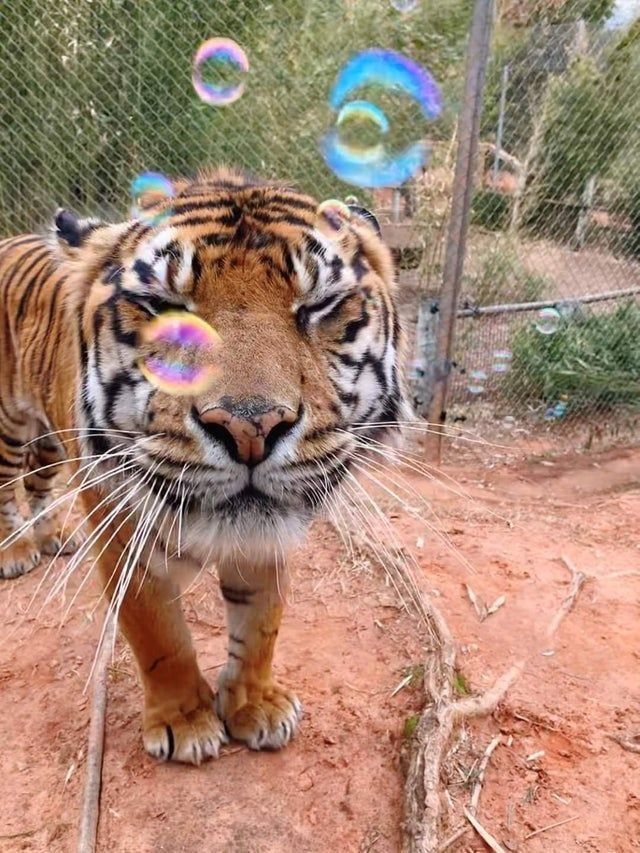 THE ANIMAL WORLD NATURE tweet media