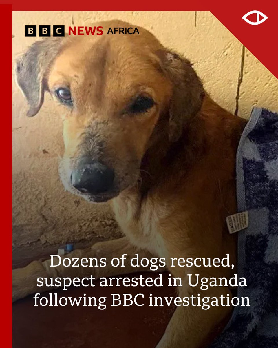 BBC News Africa tweet media