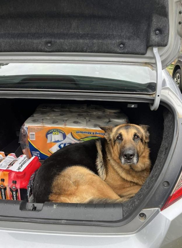 Best in Dogs tweet media