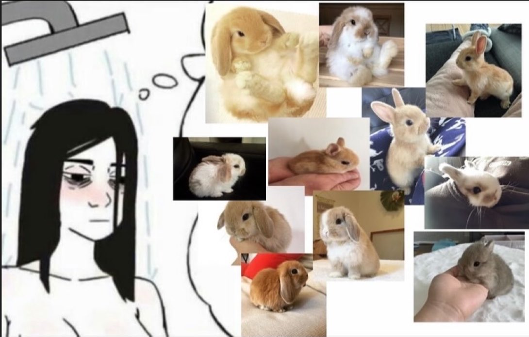 bunny tweet media