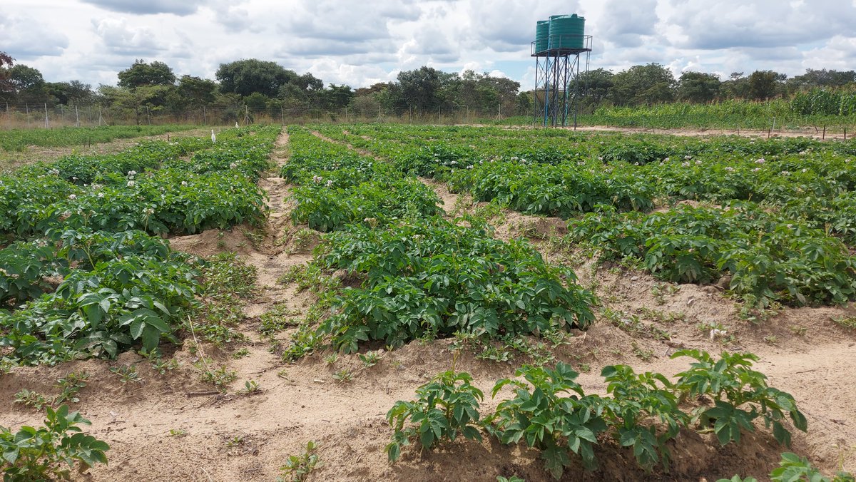 ResilientVilla2's tweet photo. Resilience Building in Communities -Mugari and Tavagwisa Nutritional community gardens ,ward 2 Chirumanzu -Supported by UNDP GEF-SGP https://t.co/VZV2lN1kNo