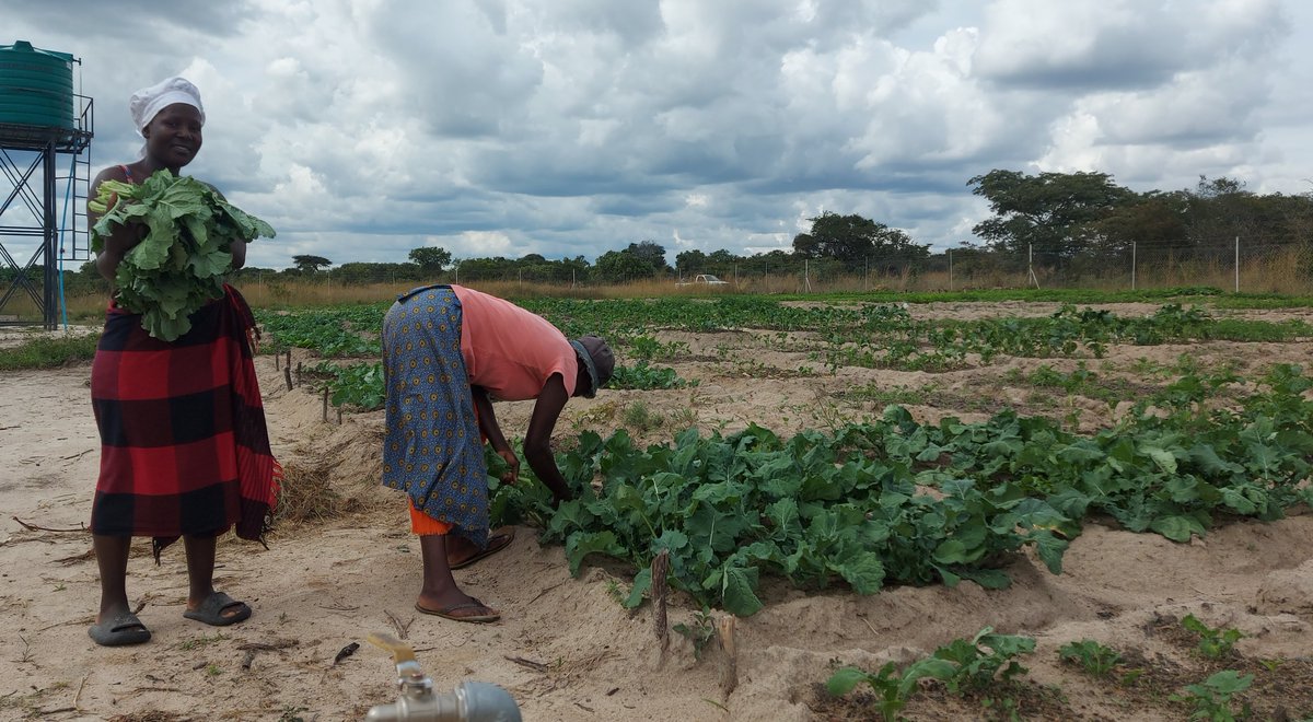 ResilientVilla2's tweet photo. Resilience Building in Communities -Mugari and Tavagwisa Nutritional community gardens ,ward 2 Chirumanzu -Supported by UNDP GEF-SGP https://t.co/VZV2lN1kNo