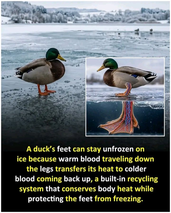 Science & Nature tweet media