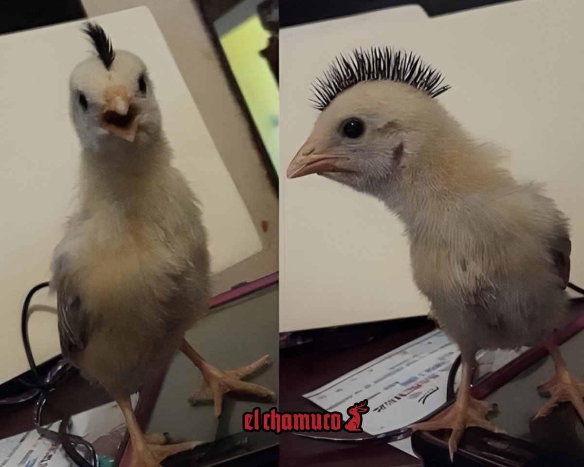 Cómo hacer un Pollito Punk Materiales: - 1 Pollito de color sin color ...