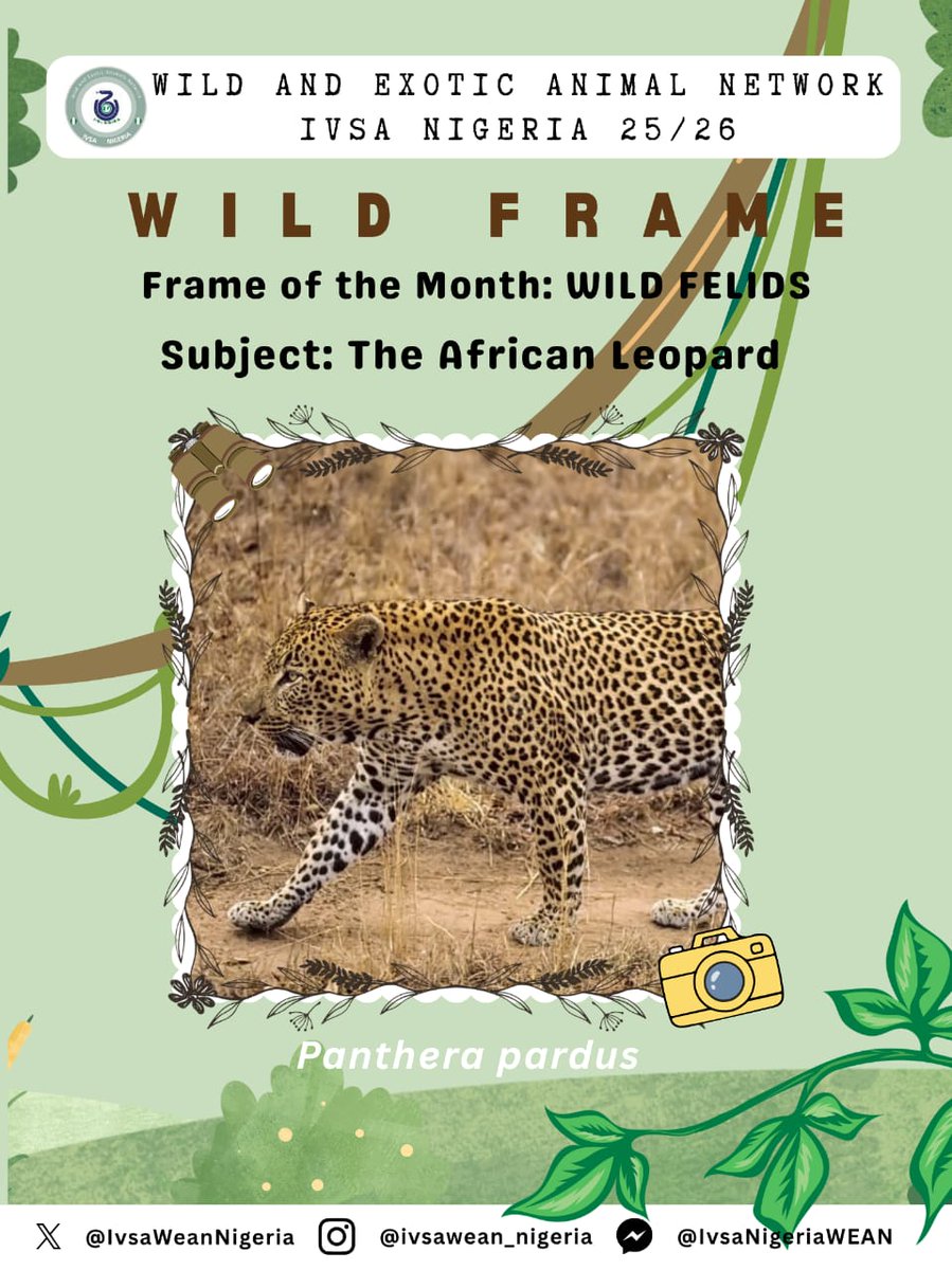 IvsaWeanNIgeria's tweet photo. WILD FRAME WEEKLY SERIES 🐍🐆

FRAME: WILD FELINES 😻🐿

SUBJECT: African Leopard

The African Leopard is a large cat, known for its hunting and climbing prowess, found in North Eastern Nigeria, is an icon of African lore and folktales, but with its population rapidly decreasing. https://t.co/hFmI97kU5F