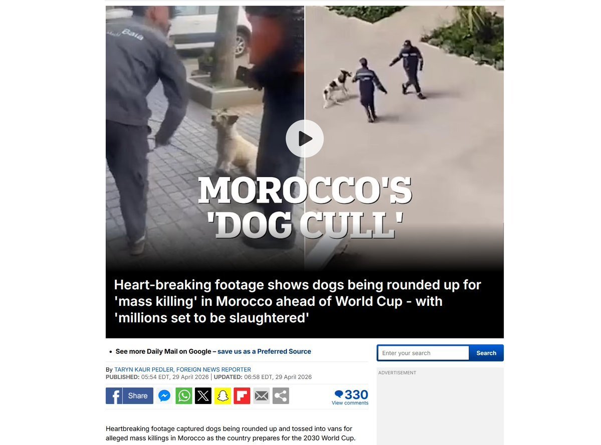 blockstreamerx's tweet photo. This is really big  A huge amount of people are protesting and boycotting the Football World Cup because of MOROCCO KILLING 3 MILLION DOGS . 

Theres already hundreds of articles and reports. Utilizing the new charity feature we can potentially save thousands of innocent dog lives. 

The only charity actualy helping the dogs is SPCA - sending their US org, which woks directly with the @SPCAINT  

They are hunting these dogs on the street, butchering them on sight. Literally a dog genocide. 

I have linked a few articles and a video of morocco dogs so you get a sense of who theyre killing.   

$STD Save The Dogs

https://t.co/mRpqSr1cDs

https://t.co/oS9AsvQagg