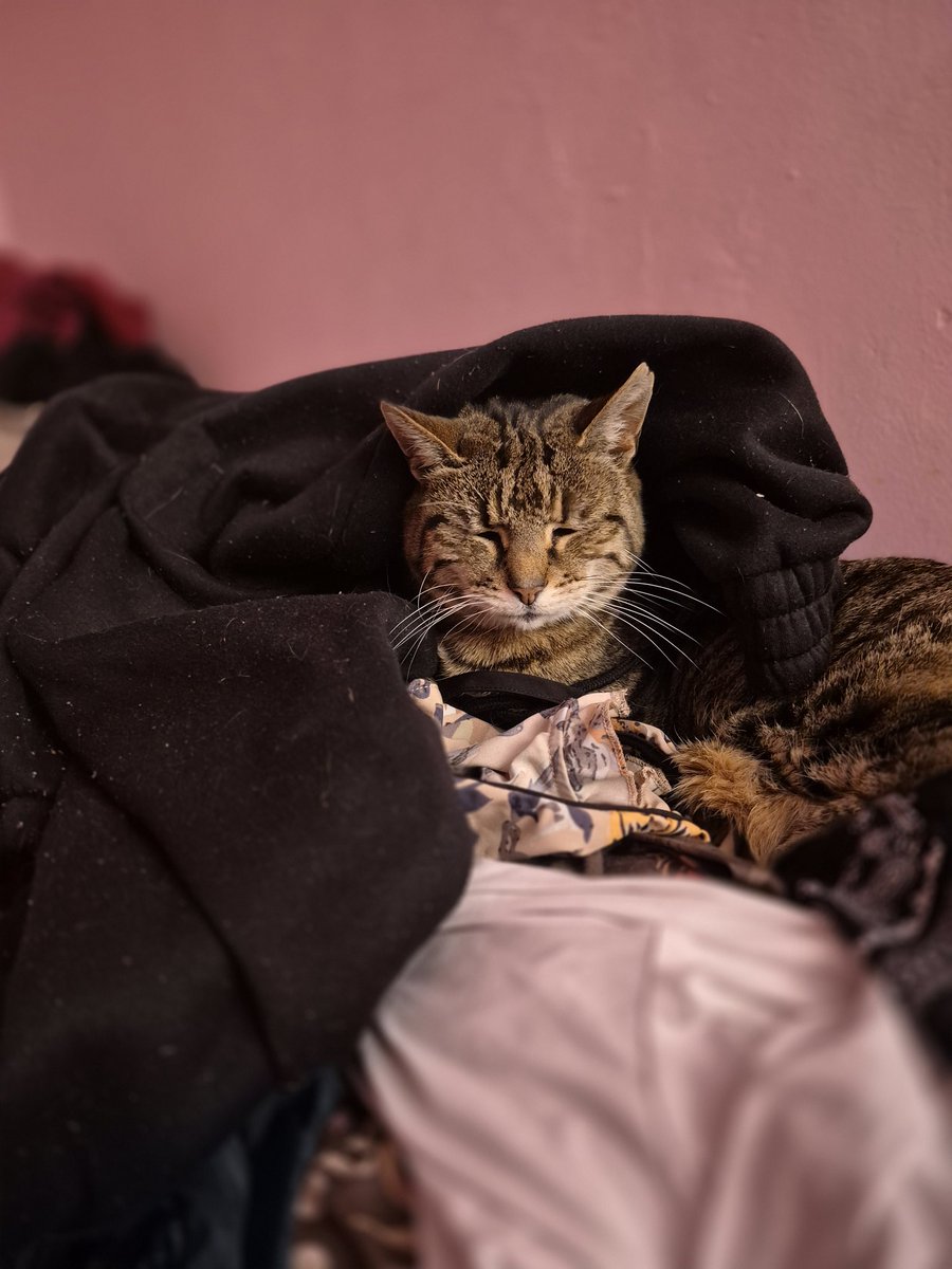 Nindabob's tweet photo. did not look when i threw my clothes on the laundry pile. she is furious https://t.co/iTS1cOTwv4