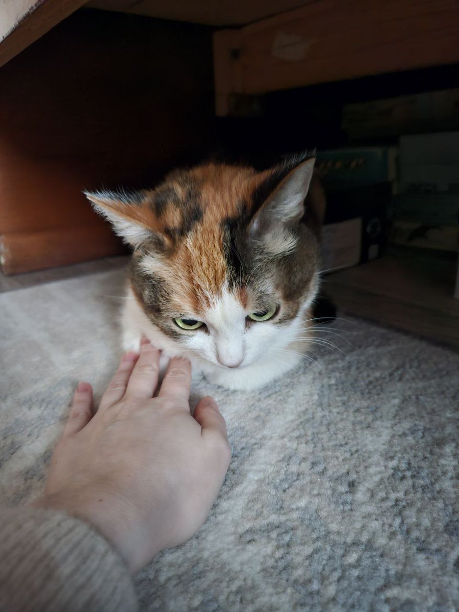 lynx 🍄⚔️ tweet media