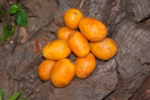 NY_amankwaa's tweet photo. Spondias mombin is very active against HIV 

(Yoruba: iyeye,twi: atoa)
Boil the leaves for 30-45mins. Take 2 teacups 2x daily . 

The fruits are one of the sweetest thing on earth https://t.co/2qUDcYvrQJ