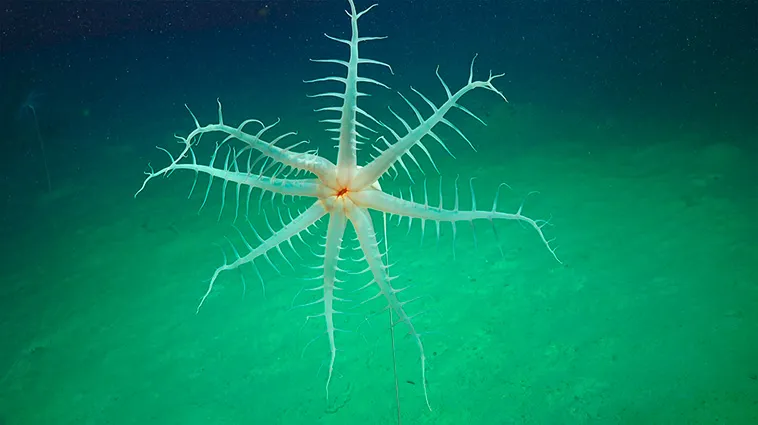 Amazingnature22's tweet photo. Deep Sea Discovery in Ningaloo Canyons | Rare Underwater Life Explored by ROV Sebastian
Check it out https://t.co/FDSKIz3Oun
#DeepSeaDiscovery #NingalooCanyons #OceanExploration https://t.co/A5k74BpeYs