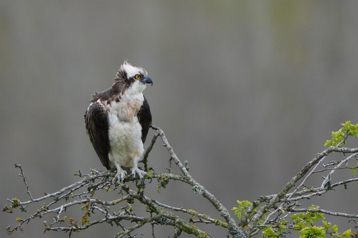TheLurcher1's tweet photo. nice osprey derwent reservoir tonight https://t.co/78iW1wZpHN