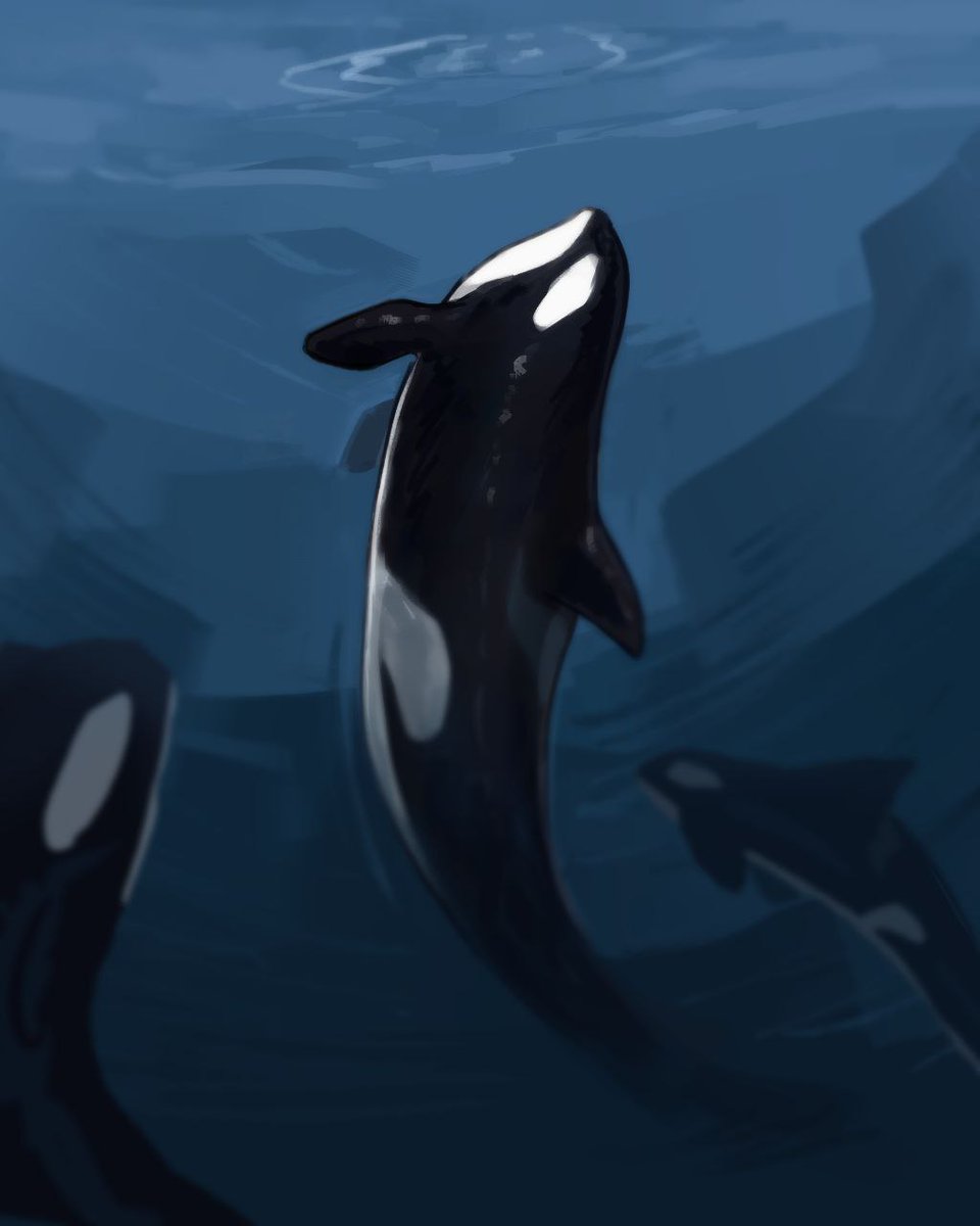 _sonarrr_'s tweet photo. Orcas 🙏 https://t.co/6Co8idpz2k