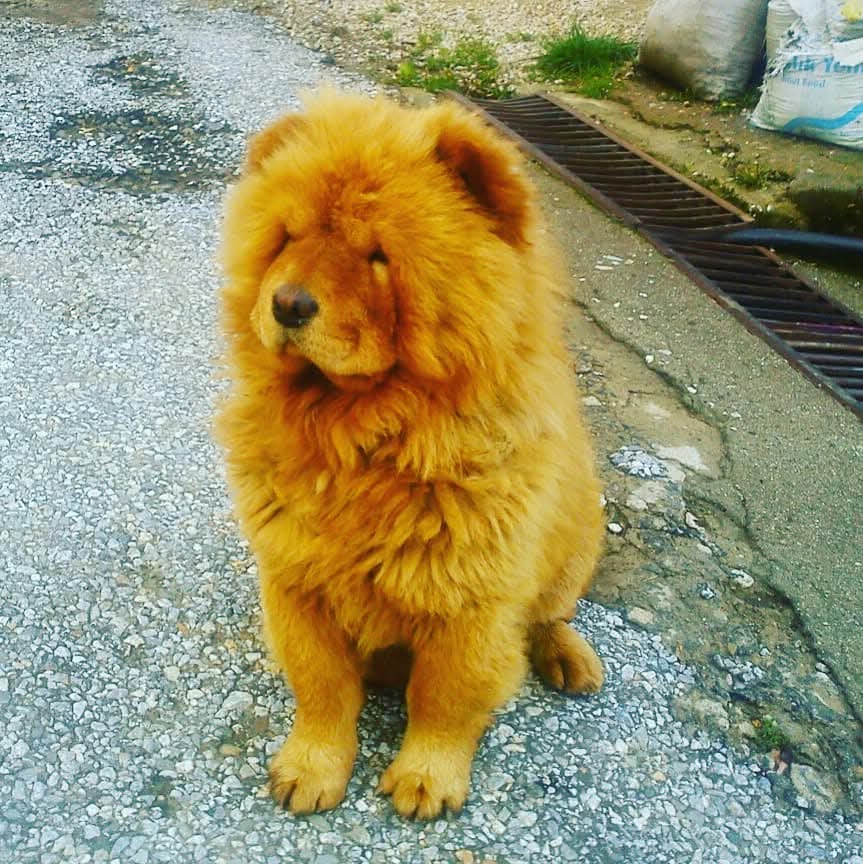 AYMATUNCAY's tweet photo. #Aslan parçası... https://t.co/W9Ki6we3J5