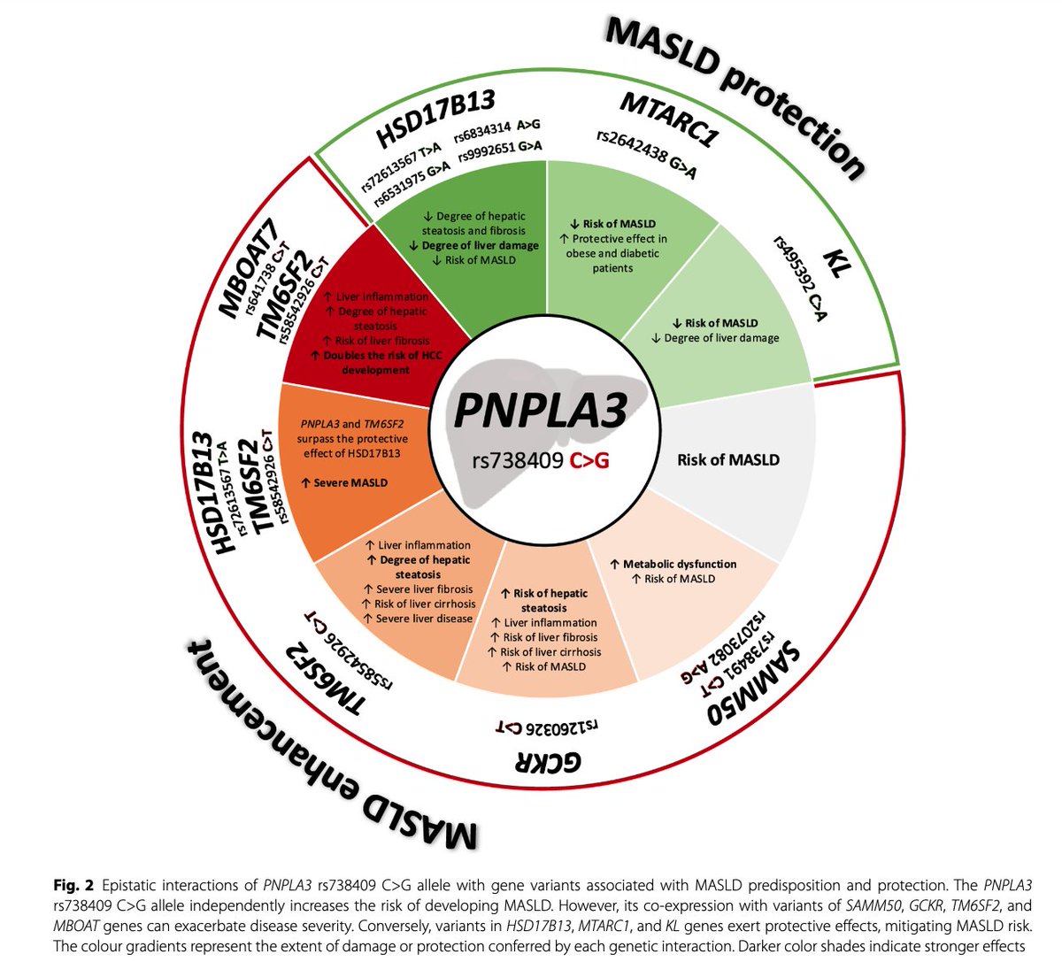 Christian_moli_'s tweet photo. Genes do not act alone, epistatic relationship between inductor and protector variants is important to be consider in clinical trials and treatments. 🧬 The interaction between MASLD-associated variants may shape fibrosis progression and liver cancer risk 
https://t.co/iW5H4fzKJk https://t.co/WDh4eU5jbc