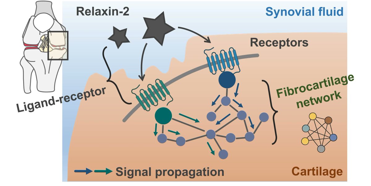 SpauldingMSK's tweet photo. New Paper! "Relaxin-2 as a modifiable hormonal pathway in knee osteoarthritis: Dose dependent effects on chondrocyte phenotype." Congratulations to Dr. Katz and team! Read more about it at: https://t.co/7Qp56MZMbc

DOI: https://t.co/GvqNp08BvY https://t.co/CbGqJ3QLFu