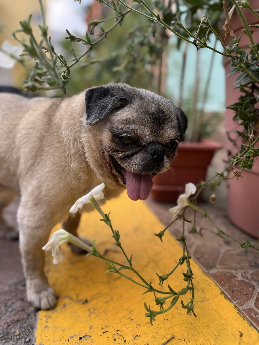 Xav_3_3's tweet photo. Hasta siempre gordita, gracias por tu amor, Umma y Zombie te extrañarán y  todos en esta familia 🌷🌸💖 https://t.co/XMpJPGHtDv