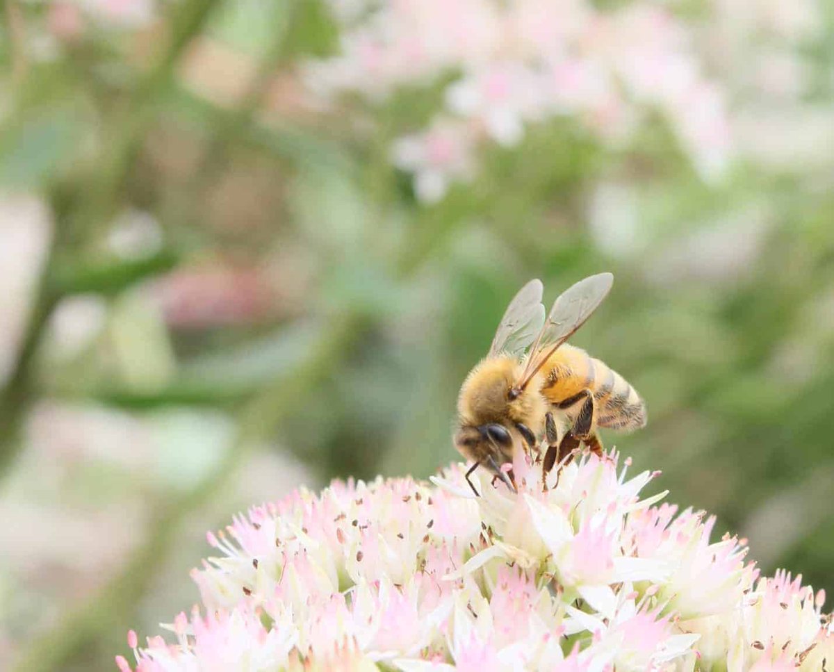 PerfectBee's tweet photo. This week’s PB Buzz covers:
🐝 Spring feeding during drought conditions
🐝 Protecting colonies during robbing season
🐝 Ana’s newest beekeeping article
🐝 A new Lyson RAPID Hive colony update video

https://t.co/Bes2KzkwH5

#Beekeeping #HoneyBees #Apiary #Beekeeper #PerfectBee https://t.co/x5YMFN1HV4