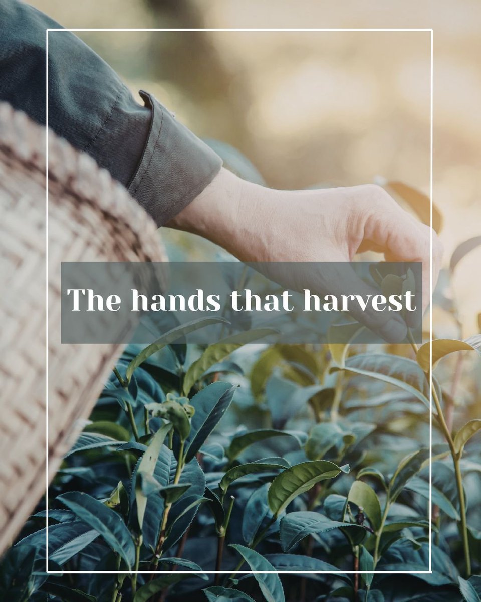 Tea & Herb Assoc Canada tweet media