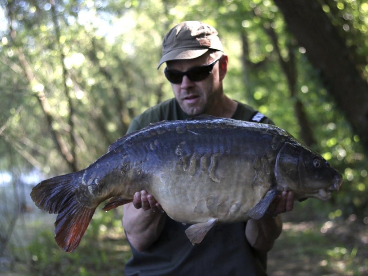 mistralbaitsUK's tweet photo. Here's new team member @chapman5687 with a stunning pair of mirrors at 29lbs and 32lbs, Atlantic Crab getting the job done 🔥

great angling mate, lovely stuff 🙌🎣

#mistralbaits #mistral #catchreport #fishinguk https://t.co/pPyKlueRBj