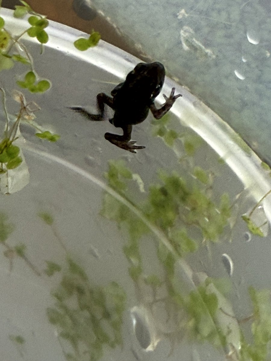 PreMilford's tweet photo. The children were so excited to find that our rescued tadpoles had changed into tiny froglets! We carefully transported them to the Forest School pond so they can enjoy their new home 🐸😍 @NewForestSussed @Muddyfaces @NurseryWorld #EYFS https://t.co/D6L4t16kix