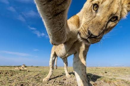 Lioness 🦋🌺 tweet media