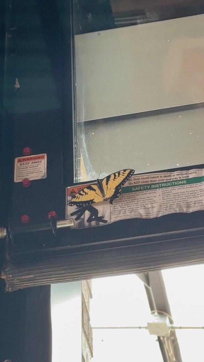 AngelofMooo's tweet photo. Saw this cutie today at work :) Come for the beer, stay for the butterflies https://t.co/Ys01ZgCt09