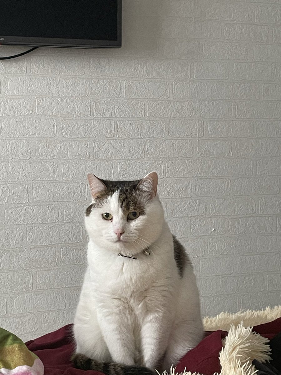 renat_cat's tweet photo. Ethereum. Our Story
In the spring of 2018, my wife and I were returning home late one evening. It was still quite cold outside, and he was sitting right there on the wet pavement by the entrance—a tiny gray bundle, shivering with cold and fear. His eyes were huge, his ears were flattened, all wet and dirty. He was probably about six weeks old.
We stopped. He looked at us as if he'd been waiting for us for a long time. My wife crouched down, held out her hand, and despite his fear, he took a few hesitant steps toward her and meowed softly. At that moment, we realized there was no turning back.
We brought him home, washed him, wrapped him in a towel, and took turns keeping him warm all night. He was so small he fit in the palm of one hand. The next day, we took him to the vet for tests, vaccinations, and deworming. The vet said that if we had waited another day or two, it might have been too late. We came up with a name for him quickly. I was really into cryptocurrency at the time, and 2018 was a special year for Ethereum—the network was growing, everything was in full swing. We looked at this little fighter who had survived on the streets and found us, and simultaneously said, "Ethereum."
Eight years have passed since then.
Today, he's a big, beautiful, cheeky, and incredibly affectionate cat. His fur is thick, white and black with a silvery sheen—a true "ether." He still remembers that we saved him. Every morning, he greets me at my bedside, lies down on my chest, and purrs so loudly you could wake up the neighbors. When my wife is sad, he immediately goes to her, climbs into her arms, and nuzzles her face.
He's been with us through moves, through difficult times, through the pandemic, through everything. When the crypto market was crashing in 2018–2019 and I was getting upset, Ethereum (the cat) would come over, lie down next to me, and look at me as if to say, "Relax, human. The main thing is we're together. The rest will bounce back."
He's a true member of the family. He sleeps between us, steals socks, yells at the pigeons outside the window, demands to play at 4 AM, and meets me at the door after work like a dog.
Sometimes I look at him and think: a little stray kitten that no one would notice... but he became Ethereum for us. The most valuable asset in our lives.
And yes, when someone asks why the cat has such a strange name, I always answer:
"Because he's our bull run. Our main holding. And the most reliable asset in the world."