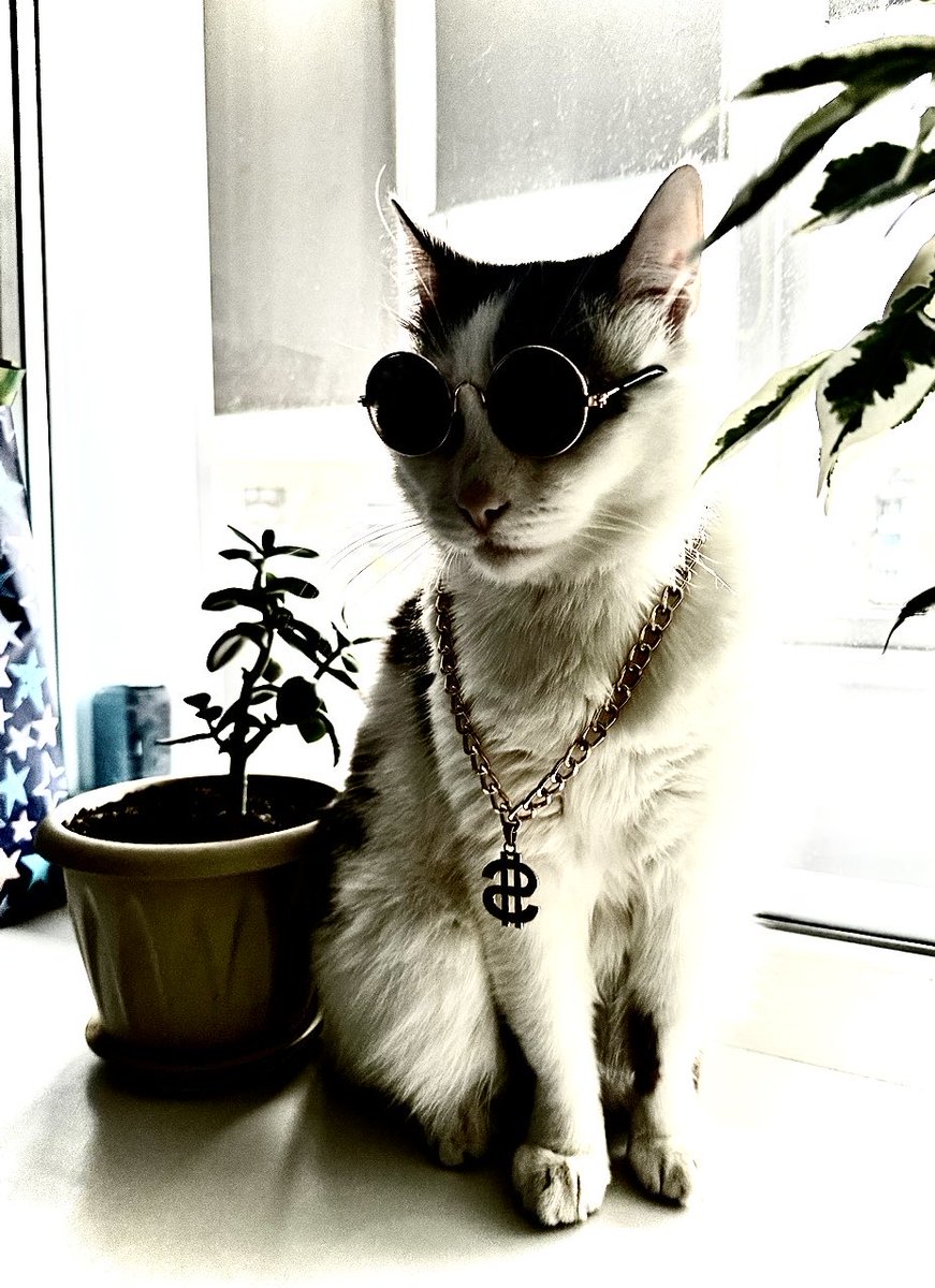 renat_cat's tweet photo. Ethereum. Our Story
In the spring of 2018, my wife and I were returning home late one evening. It was still quite cold outside, and he was sitting right there on the wet pavement by the entrance—a tiny gray bundle, shivering with cold and fear. His eyes were huge, his ears were flattened, all wet and dirty. He was probably about six weeks old.
We stopped. He looked at us as if he'd been waiting for us for a long time. My wife crouched down, held out her hand, and despite his fear, he took a few hesitant steps toward her and meowed softly. At that moment, we realized there was no turning back.
We brought him home, washed him, wrapped him in a towel, and took turns keeping him warm all night. He was so small he fit in the palm of one hand. The next day, we took him to the vet for tests, vaccinations, and deworming. The vet said that if we had waited another day or two, it might have been too late. We came up with a name for him quickly. I was really into cryptocurrency at the time, and 2018 was a special year for Ethereum—the network was growing, everything was in full swing. We looked at this little fighter who had survived on the streets and found us, and simultaneously said, "Ethereum."
Eight years have passed since then.
Today, he's a big, beautiful, cheeky, and incredibly affectionate cat. His fur is thick, white and black with a silvery sheen—a true "ether." He still remembers that we saved him. Every morning, he greets me at my bedside, lies down on my chest, and purrs so loudly you could wake up the neighbors. When my wife is sad, he immediately goes to her, climbs into her arms, and nuzzles her face.
He's been with us through moves, through difficult times, through the pandemic, through everything. When the crypto market was crashing in 2018–2019 and I was getting upset, Ethereum (the cat) would come over, lie down next to me, and look at me as if to say, "Relax, human. The main thing is we're together. The rest will bounce back."
He's a true member of the family. He sleeps between us, steals socks, yells at the pigeons outside the window, demands to play at 4 AM, and meets me at the door after work like a dog.
Sometimes I look at him and think: a little stray kitten that no one would notice... but he became Ethereum for us. The most valuable asset in our lives.
And yes, when someone asks why the cat has such a strange name, I always answer:
"Because he's our bull run. Our main holding. And the most reliable asset in the world."