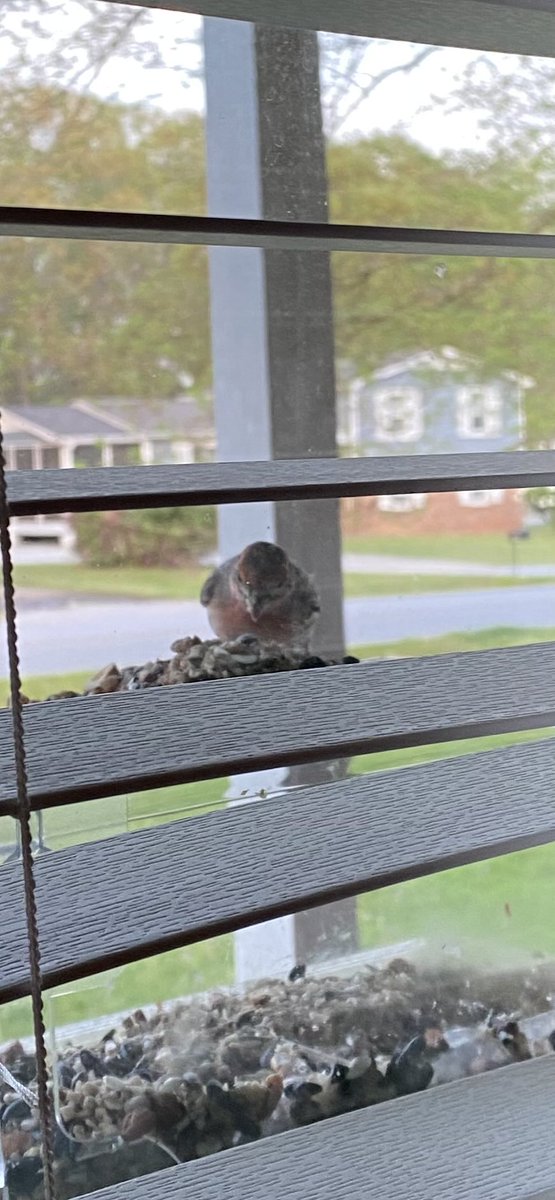 AskLibertarian's tweet photo. @TLEbird very late submission 
#birding I have this device that brings the birds to me https://t.co/O0u8ATysnq