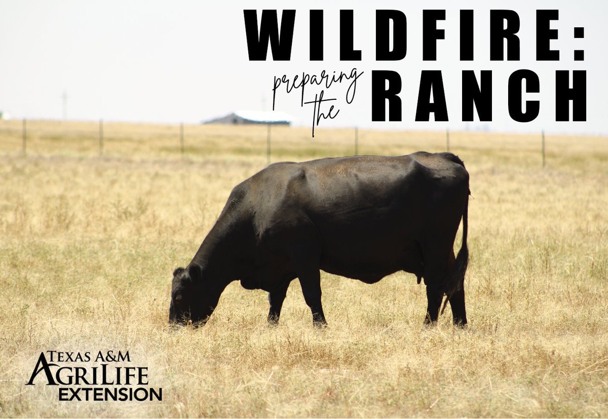 TiffDowell's tweet photo. Wildfires remain a serious concern across Texas, making preparation an important part of ranch management. This handbook outlines practical steps producers can take to reduce risk and protect their property.
https://t.co/SckasmSXc1
To purchase a hard copy, call 806.677.5625. https://t.co/6xOCf97EDv