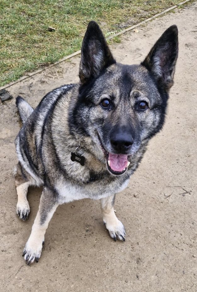 lrpduk's tweet photo. RPD Rio is officially a teenager! 🥳

After a life of service with the @MetTaskforce Rio retired to a forever family &amp; celebrates her 13th birthday today

@lrpduk will be there throughout Rio’s retirement to support her

Join us in wishing Rio a very happy birthday! 🎂 

🐶🐾💙 https://t.co/WSayEnrgnl