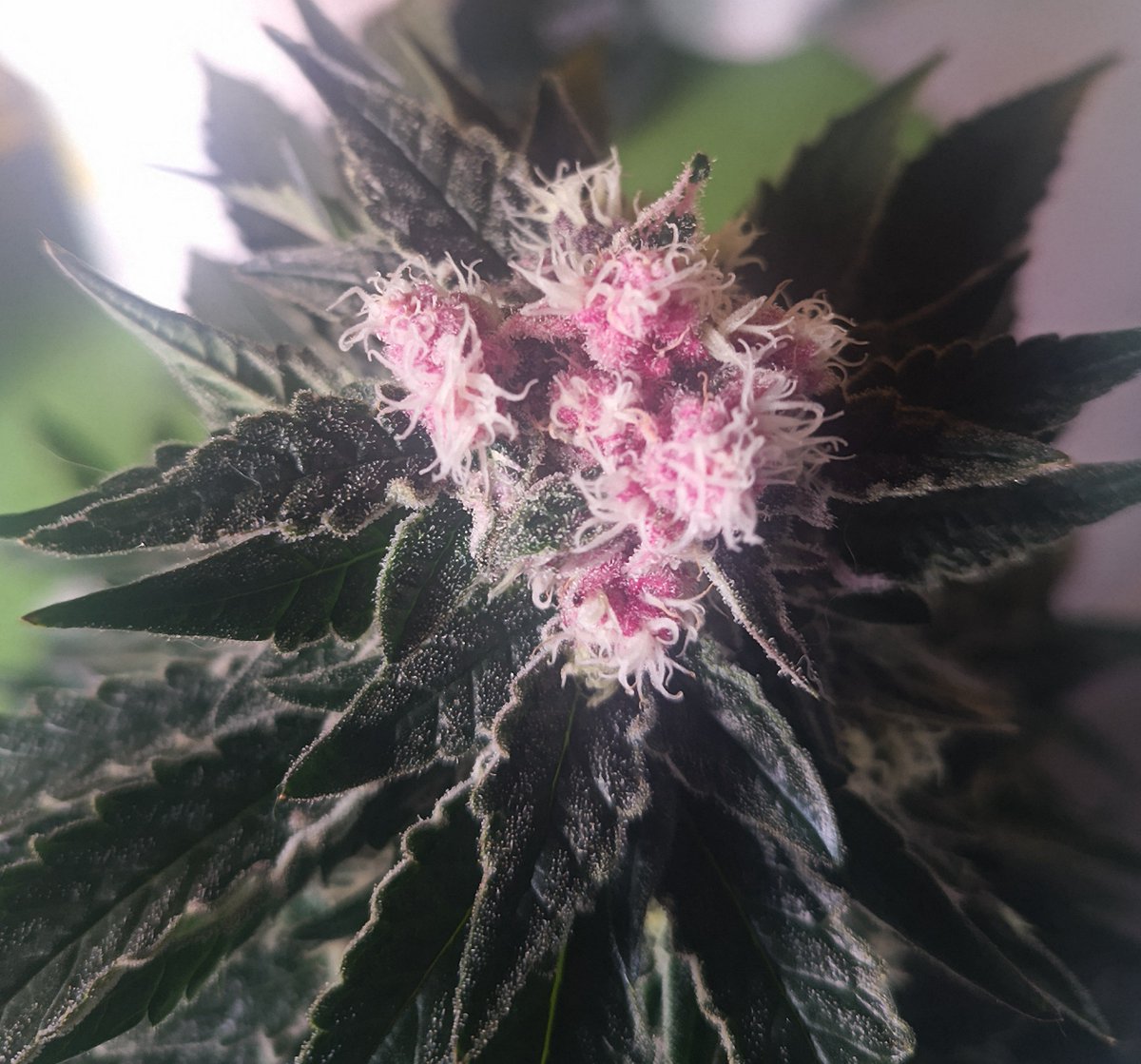 Mr B. 🇨🇦🌱🌿4:20 tweet media
