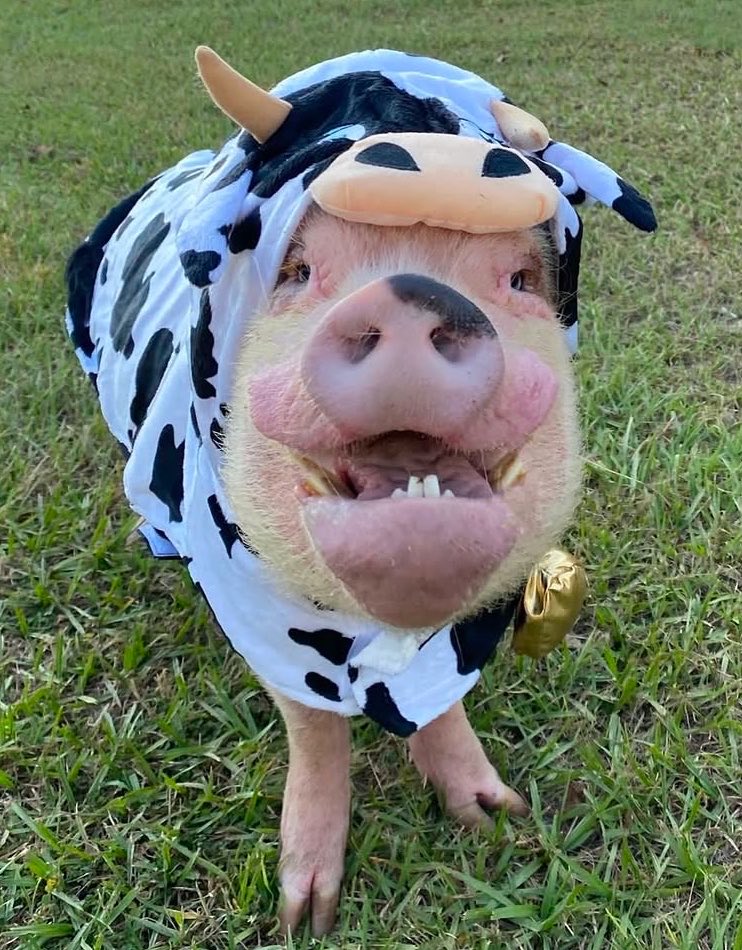 Pigofthe's tweet photo. 📅 13th May 2026
🏷️ Instagram/prissy_pig
💕 #animaloftheday https://t.co/em8jK6NmbT
