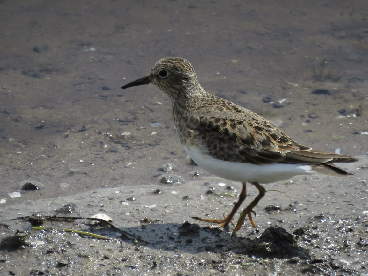 AlexFeather01's tweet photo. Temminck’s Stint ✅ at RSPB Marshside on Sunday, showed really well from Nels hide also great to see 5 Male Ruff all in full breeding plumage https://t.co/Gj3v11t6o4