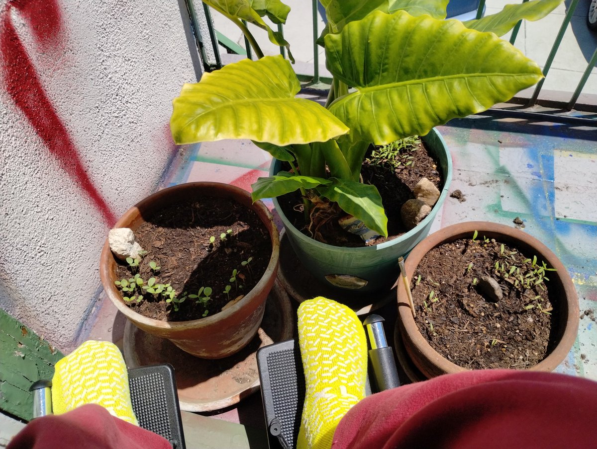 weredstar's tweet photo. So far all three of the butterflies attracting plants are blooming and the zempoalxocitles (flowers for the day of the dead, i.e. the film Coco:) under the elephant leaf bloom as well 🥰
@Coco_Miyoko @shedancestibet @mhisamaya https://t.co/mfprm1pWRb