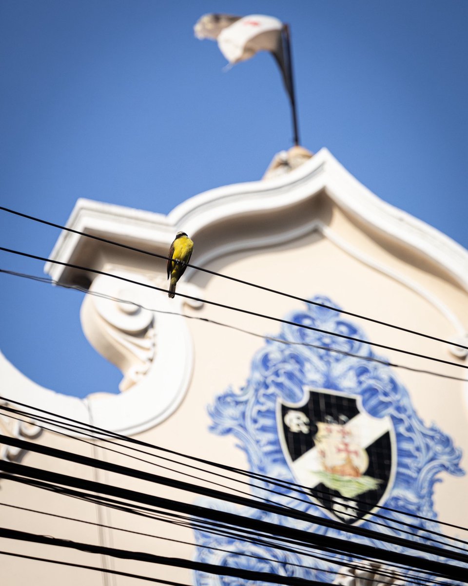 Vasco da Gama tweet media