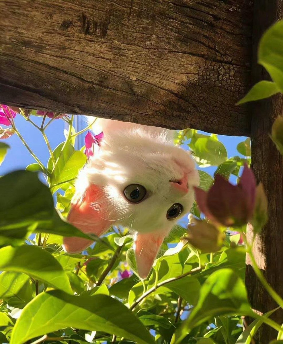 Cat 🐈 (@Cutecatpost) on X