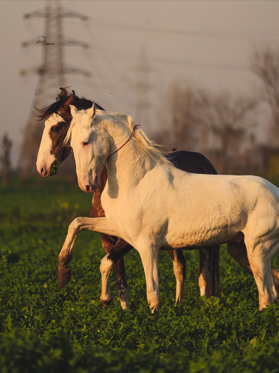 LOYAL HORSES 🐎 tweet media