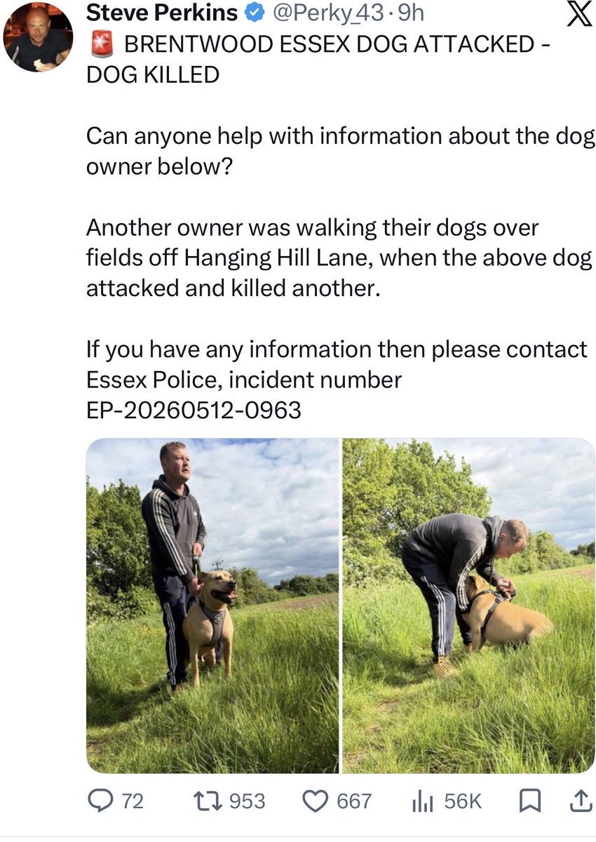 KillerDogWatch's tweet photo. Another dangerous powerful dog leaves a beloved pet killed https://t.co/iAcGFGcn9x