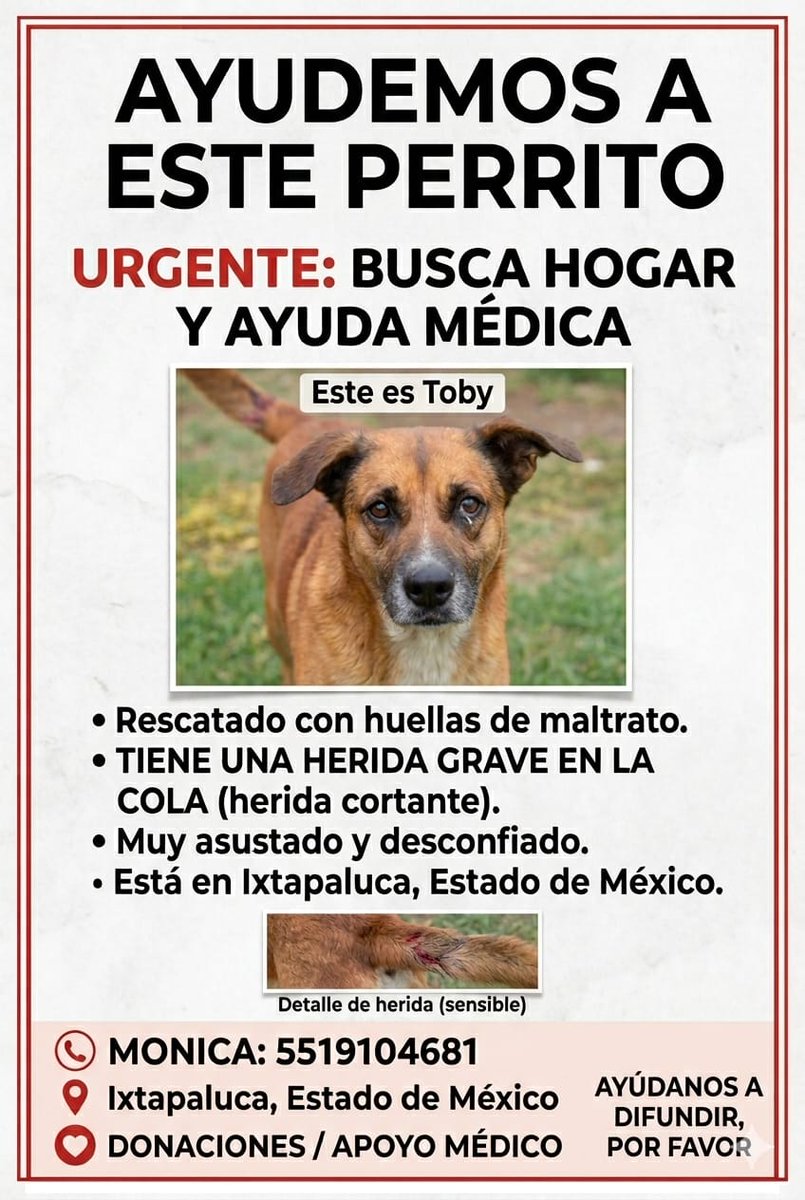 Fundación Toby tweet media